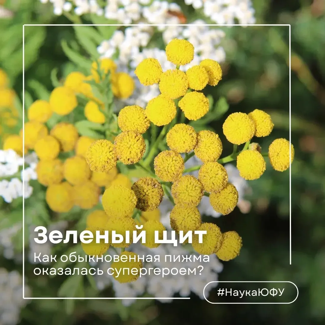 Секрет выживания пижмы в «мёртвой» земле 🍃