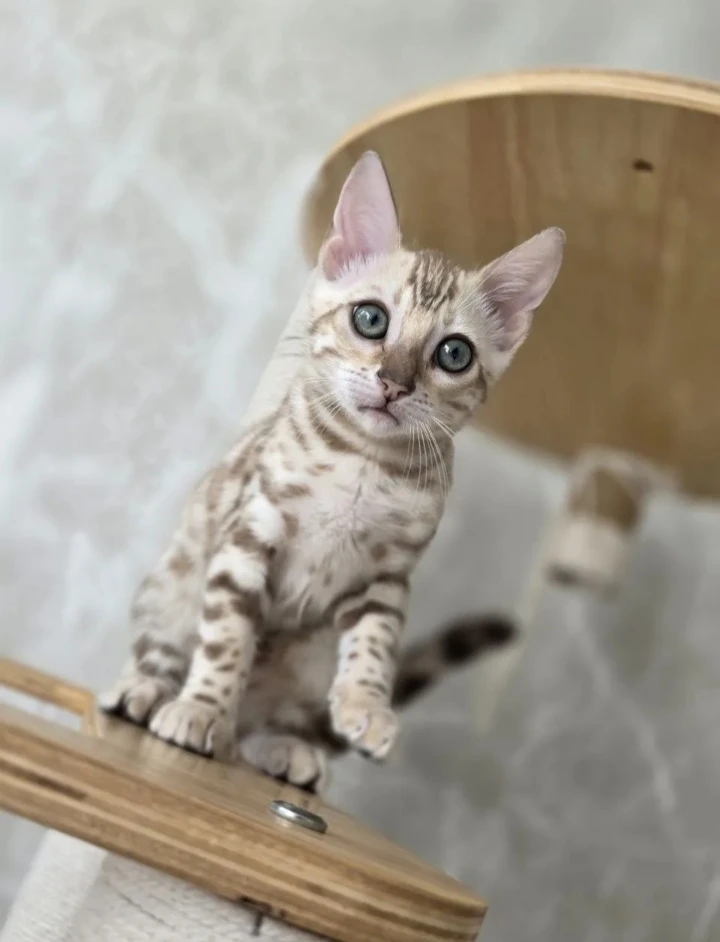 Прайд планируется из трёх кошек и кота 😁🐾 Ждёмс....нашу девочку 🤗 #Вира