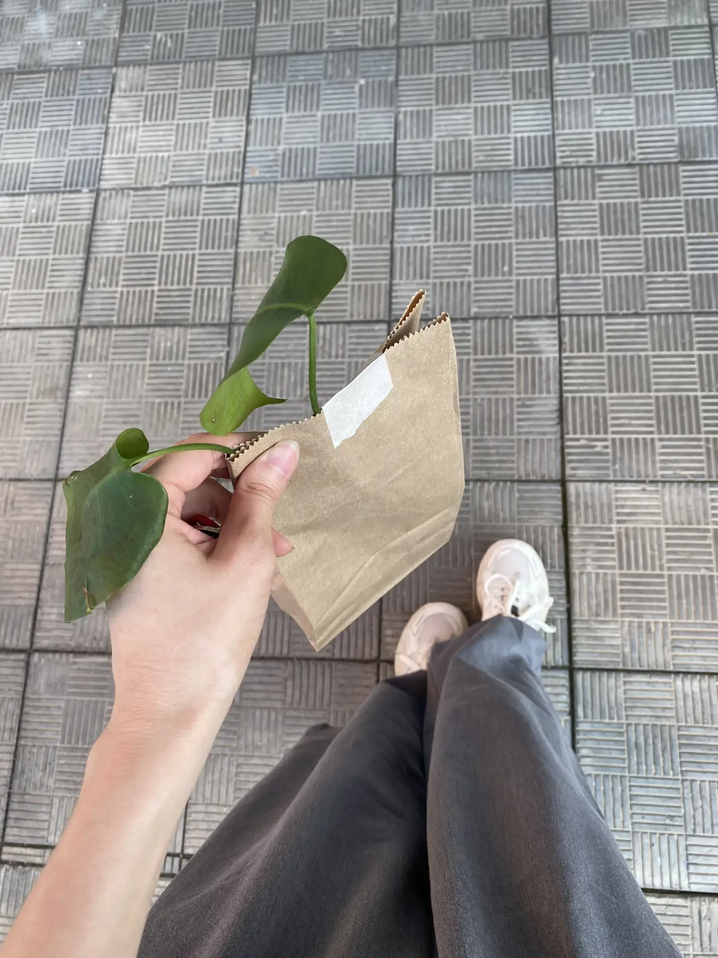 Черенок монстеры отправился к своим новым хозяевам 💚🌿
