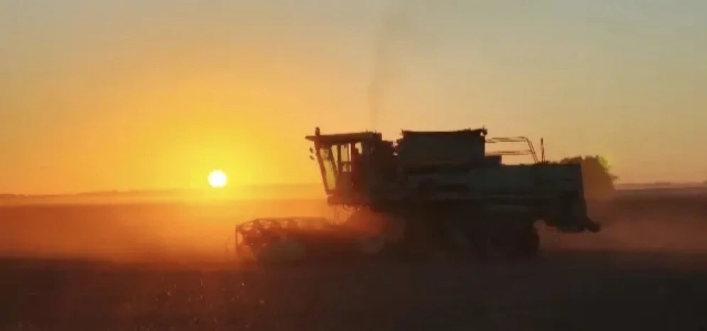 🌾 УРОЖАЙ В КОЗИХЕ: