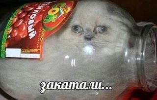 Изображение 1 к публикации «мемы про котов»
