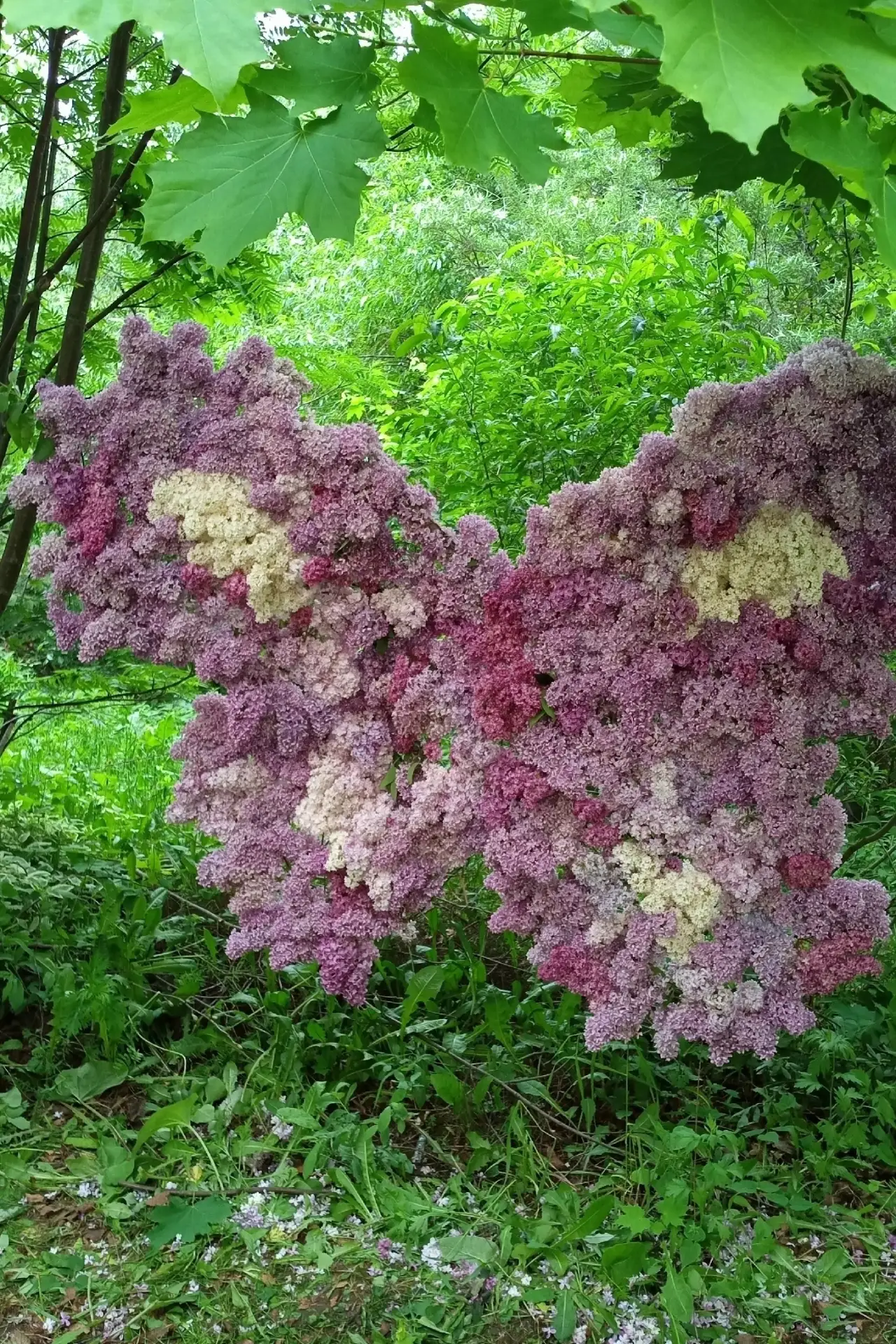 🌿 В Перми прошел праздник сирени