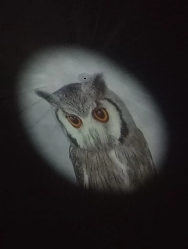 🌌🦅 Сегодня у нас было настоящее космическое приключение! 🌌