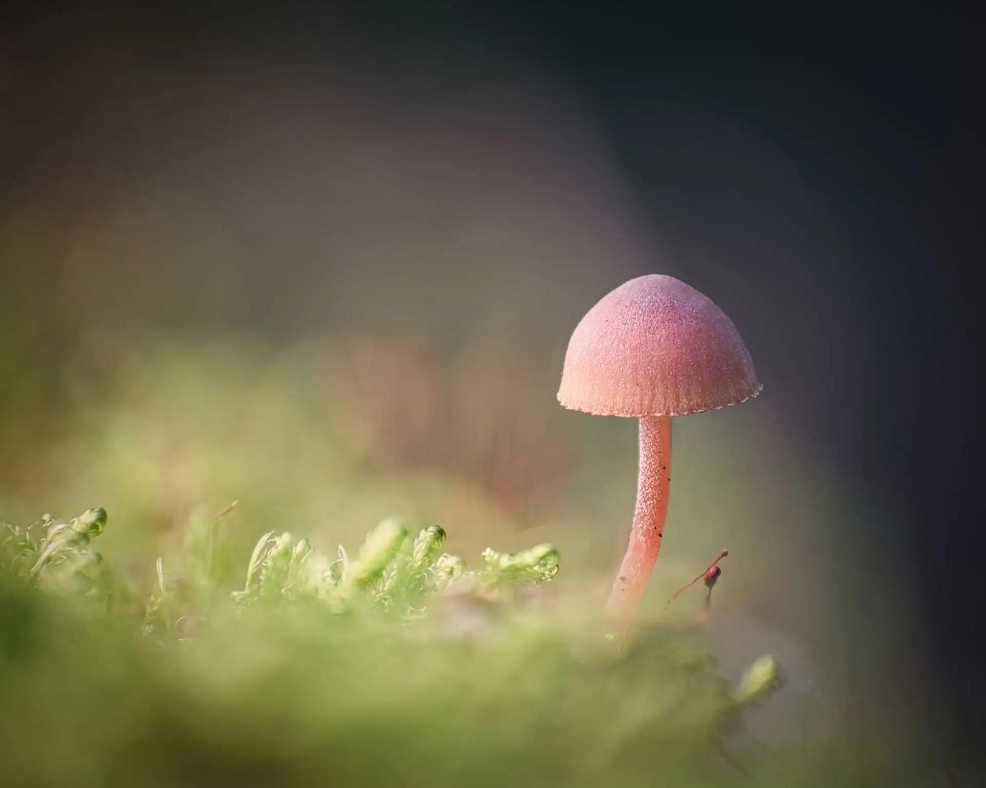 🍄3 октября — неофициальный Всемирный день грибника.