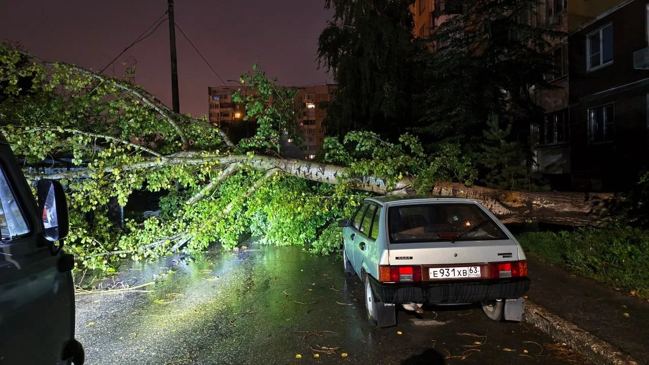 🌳 Ночью на Егорова, 28 рухнуло дерево