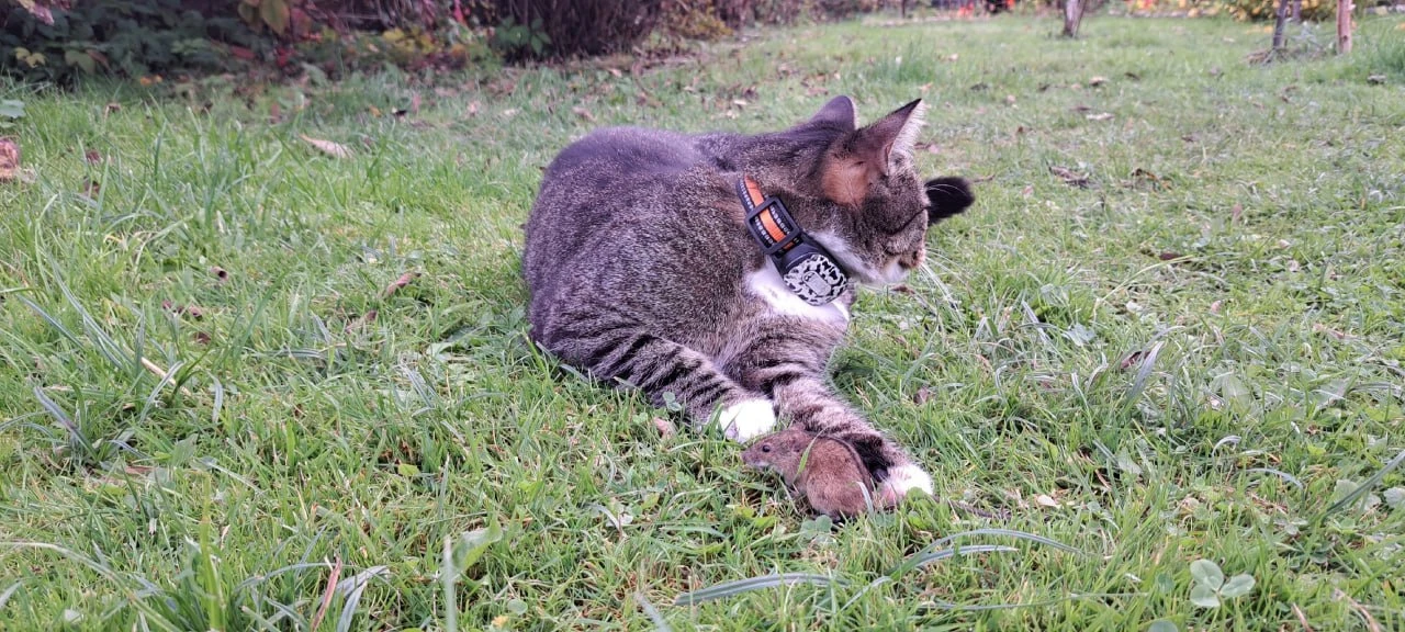 Наш частый гость Ортис снова радует своими фотографиями! 🐱