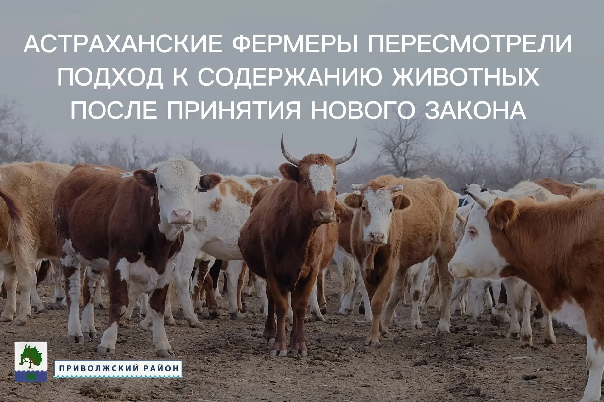 После того как в регионе начали отлавливать безнадзорных крупных рогатых животных и отправлять их на