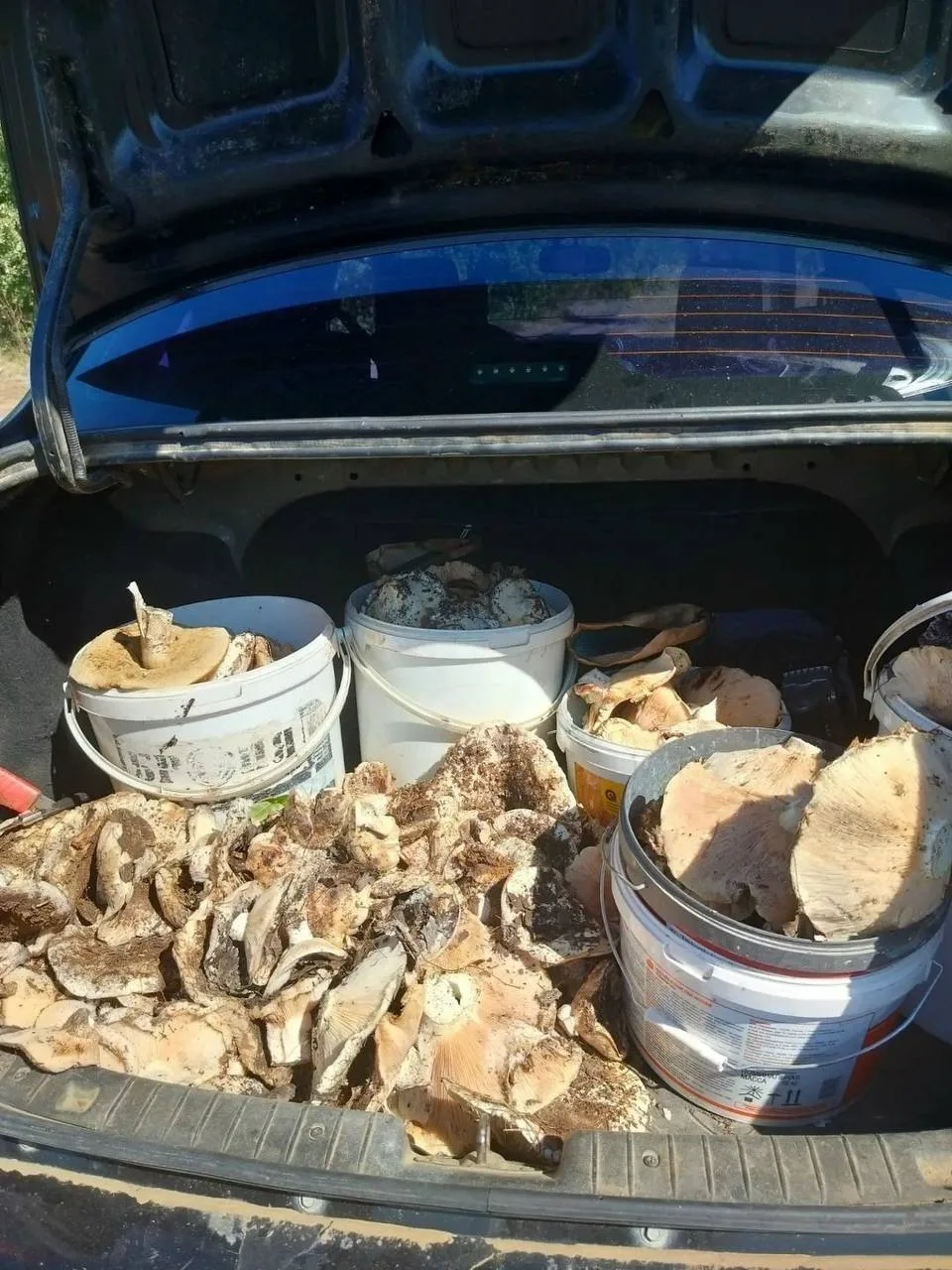 Волгоградцы делятся  фото 🍄‍🟫 с грибными находками!