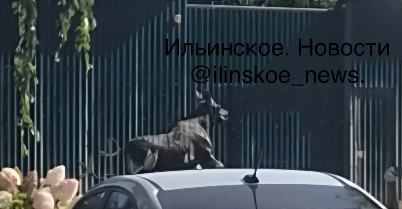 🫎 Осторожно, лось! В Ильинском-Усове на шоссе заметили молодого лося