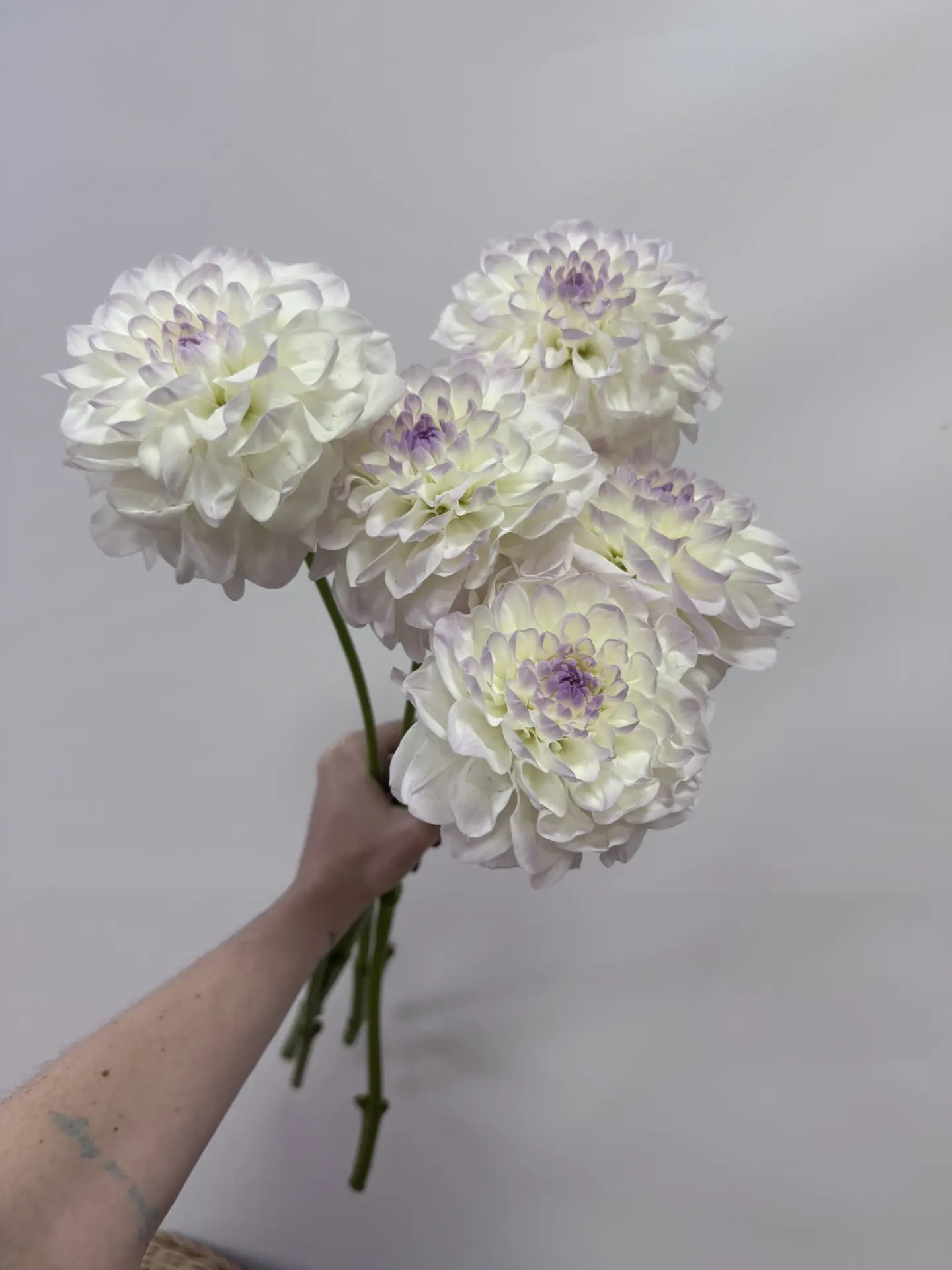 Свежая поставка! 🌺