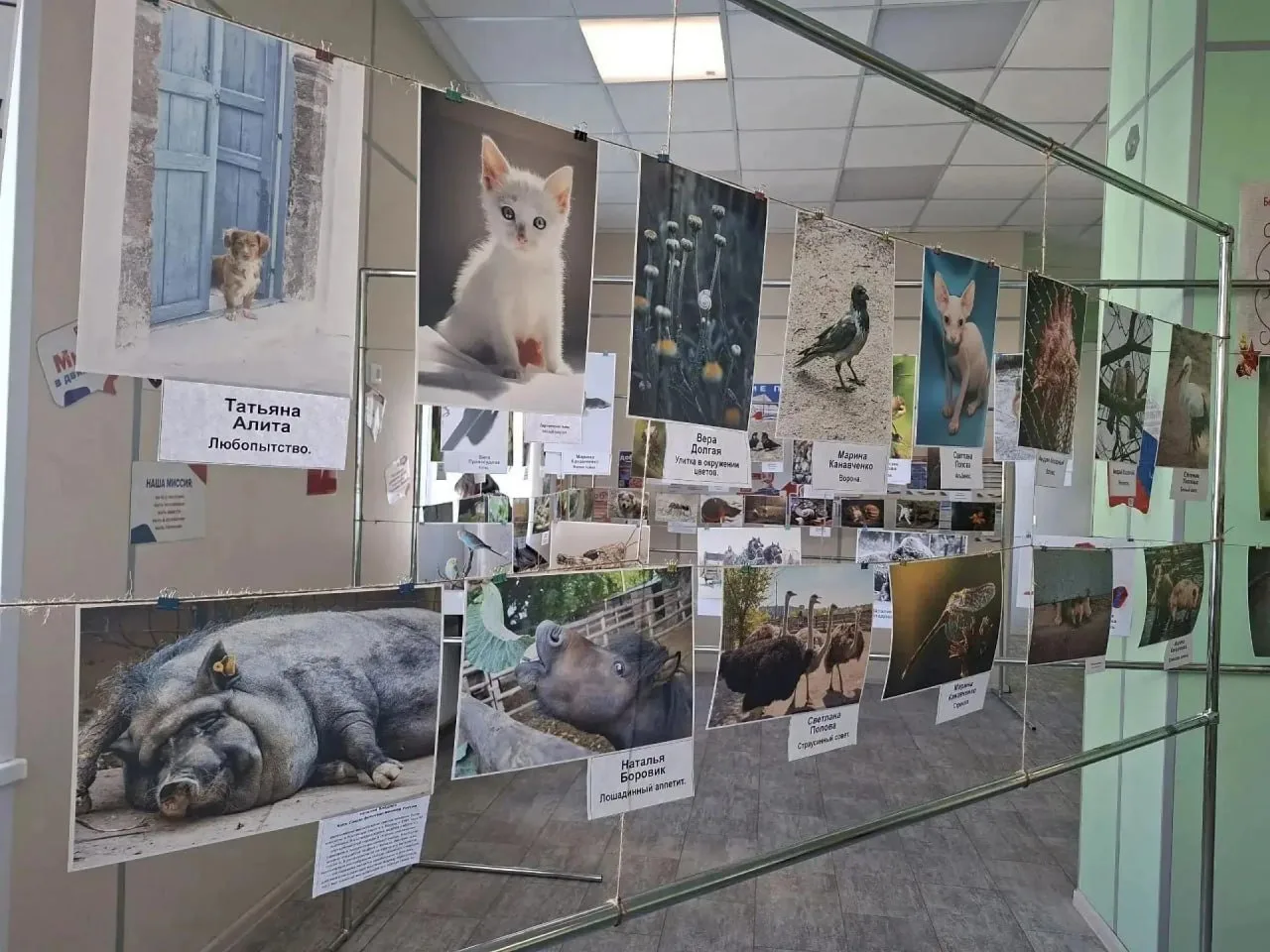 В МАРИУПОЛЕ НАЧАЛА РАБОТУ ПЕРЕДВИЖНАЯ ФОТОВЫСТАВКА «УСЫ, ЛАПЫ, ХВОСТ»