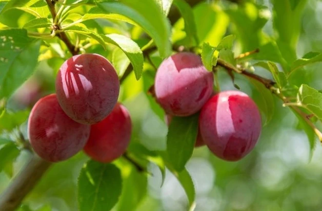 🌳🍑 Выбираете между алычой и сливой для средней полосы? Однозначно сажайте алычу (русскую сливу).

