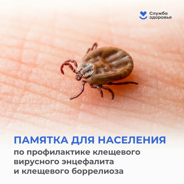 Какие заболевания переносят клещи?