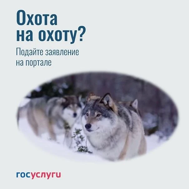 🐺На портале Госуслуги открылась  подача заявлений на выдачу разрешений на добычу волка.
  
Напомина