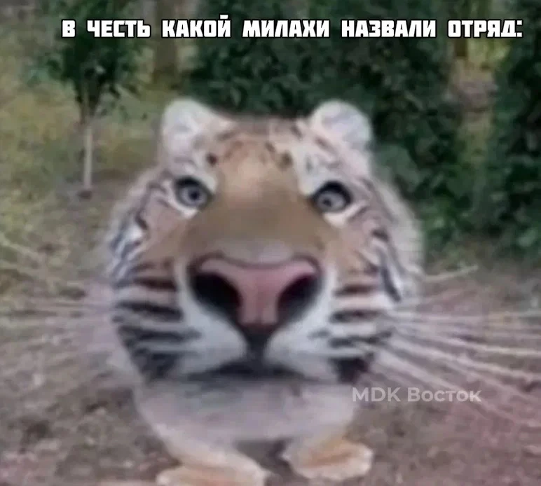 🐯 «Тигр-правопорядок» ловит нелегалов в Приморье

Отряд из ветеранов СВО продолжает наводить порядо