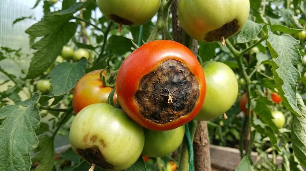 🍅 Появилось черное сухое пятно на кончике томата? Скорее всего, это вершинная гниль.

Каждый год мн