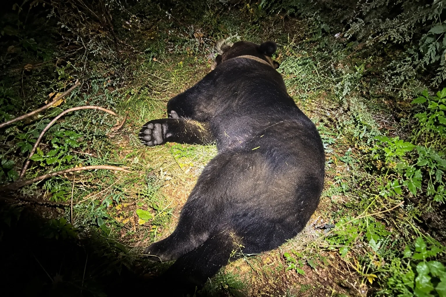 🐻 В Благовещенске застрелили медведя