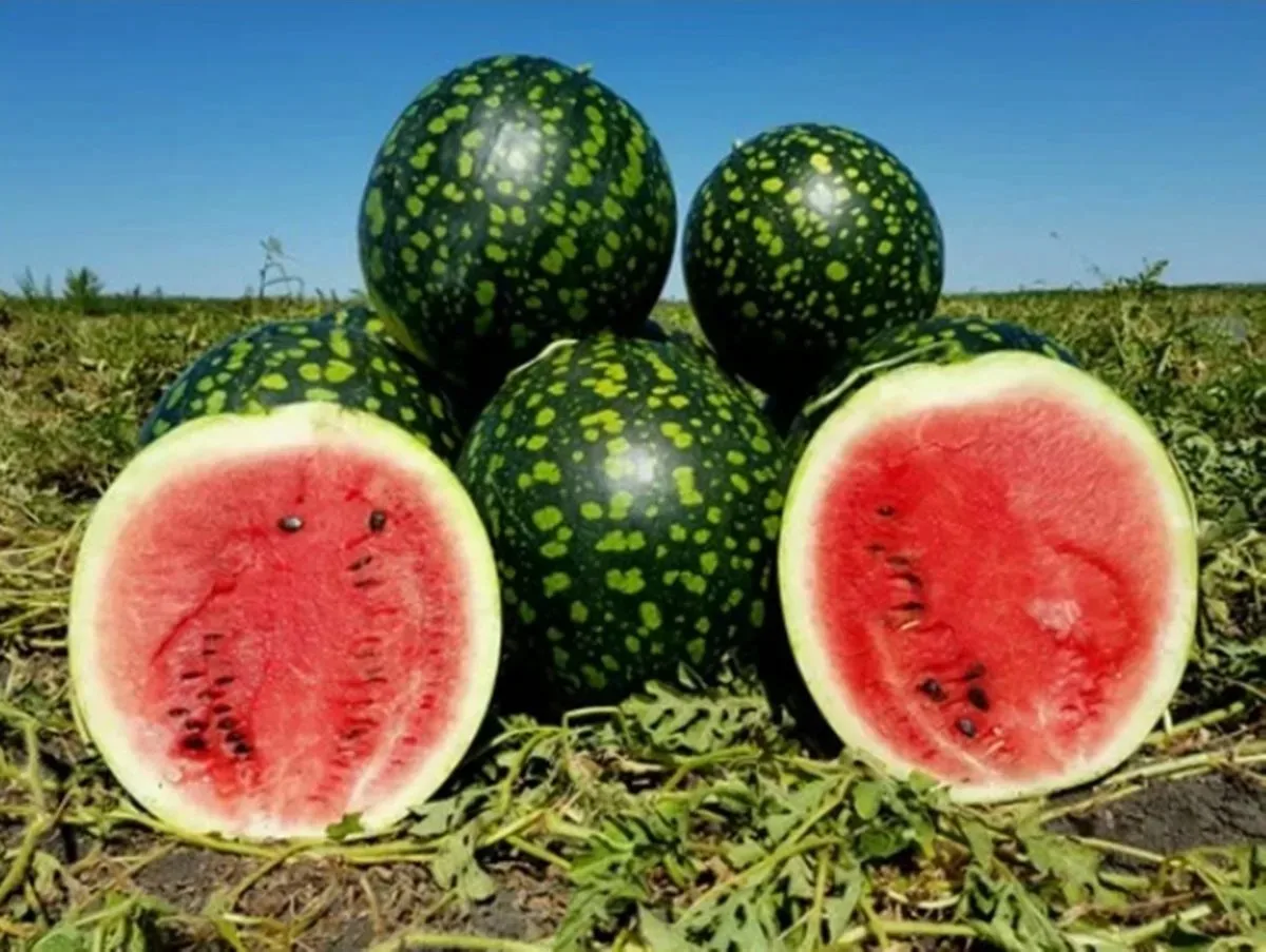 🍉 В Казани 4-летний ребёнок попал в реанимацию после того, как съел купленную в магазине четвертинк