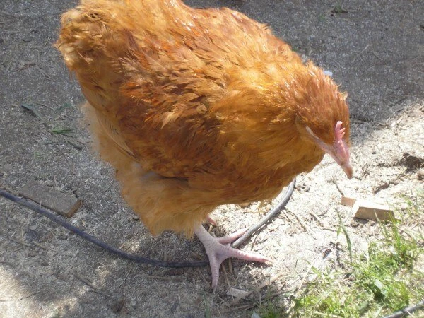 🐔 Пухопероеды у кур: как распознать и что делать? 🐔

Пухопероеды (маллофаги) — мелкие паразиты, ко