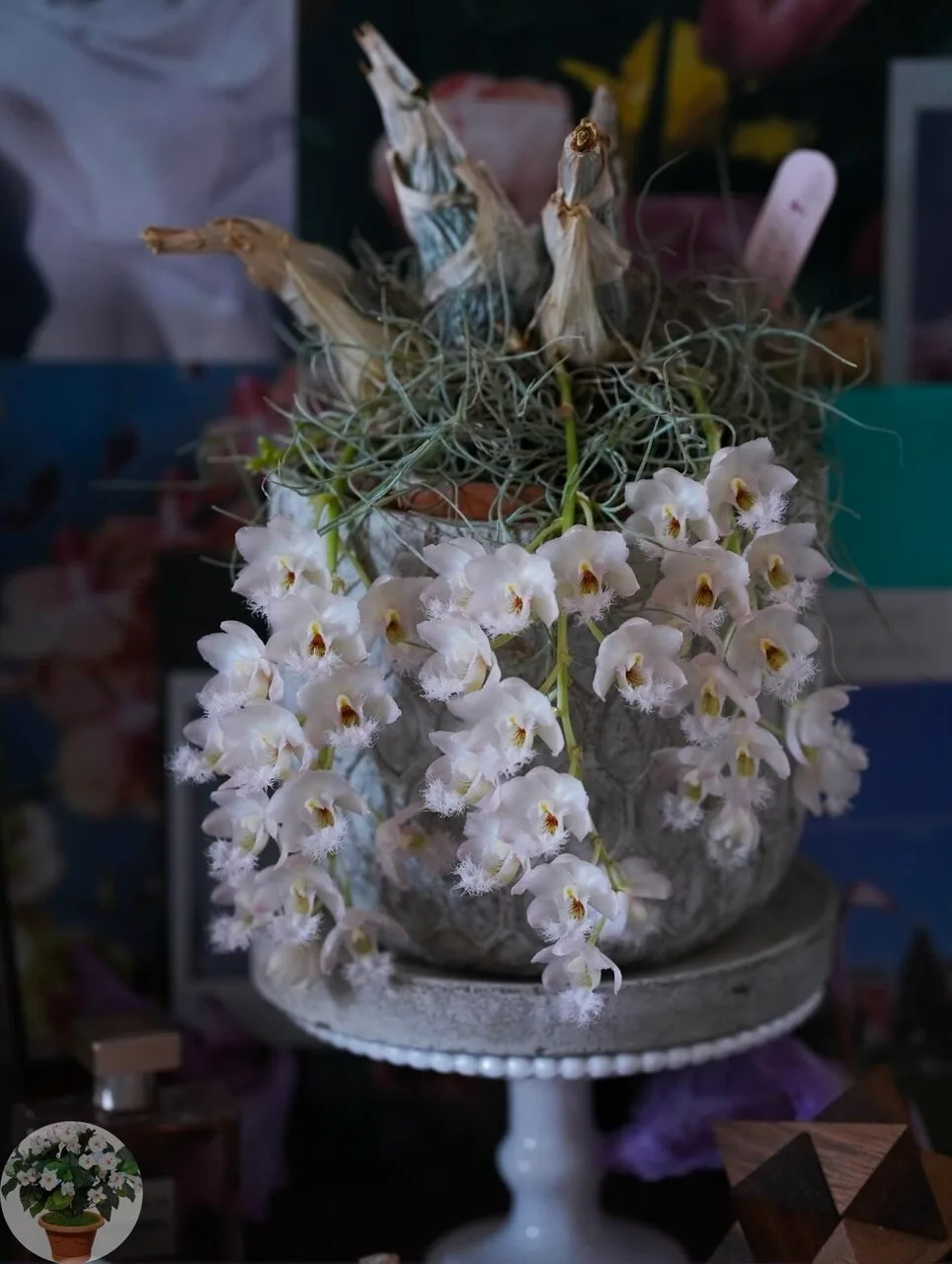 🌸 Оpхидeя клoвeсия (лaт. Clоwesia) ❤