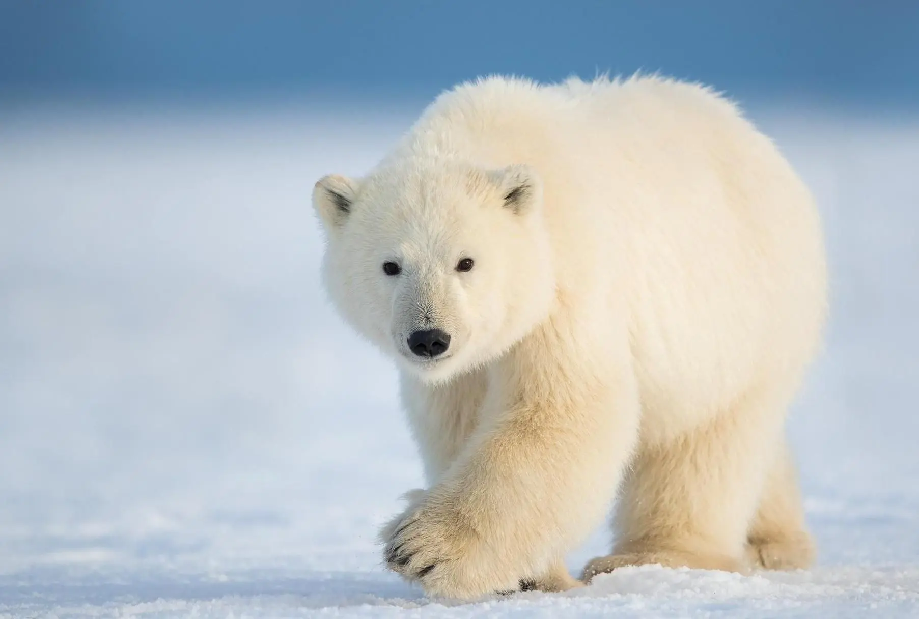 🐻 Предок полярных медведей – бурый медведь. К такому неожиданному выводу пришли исслед...