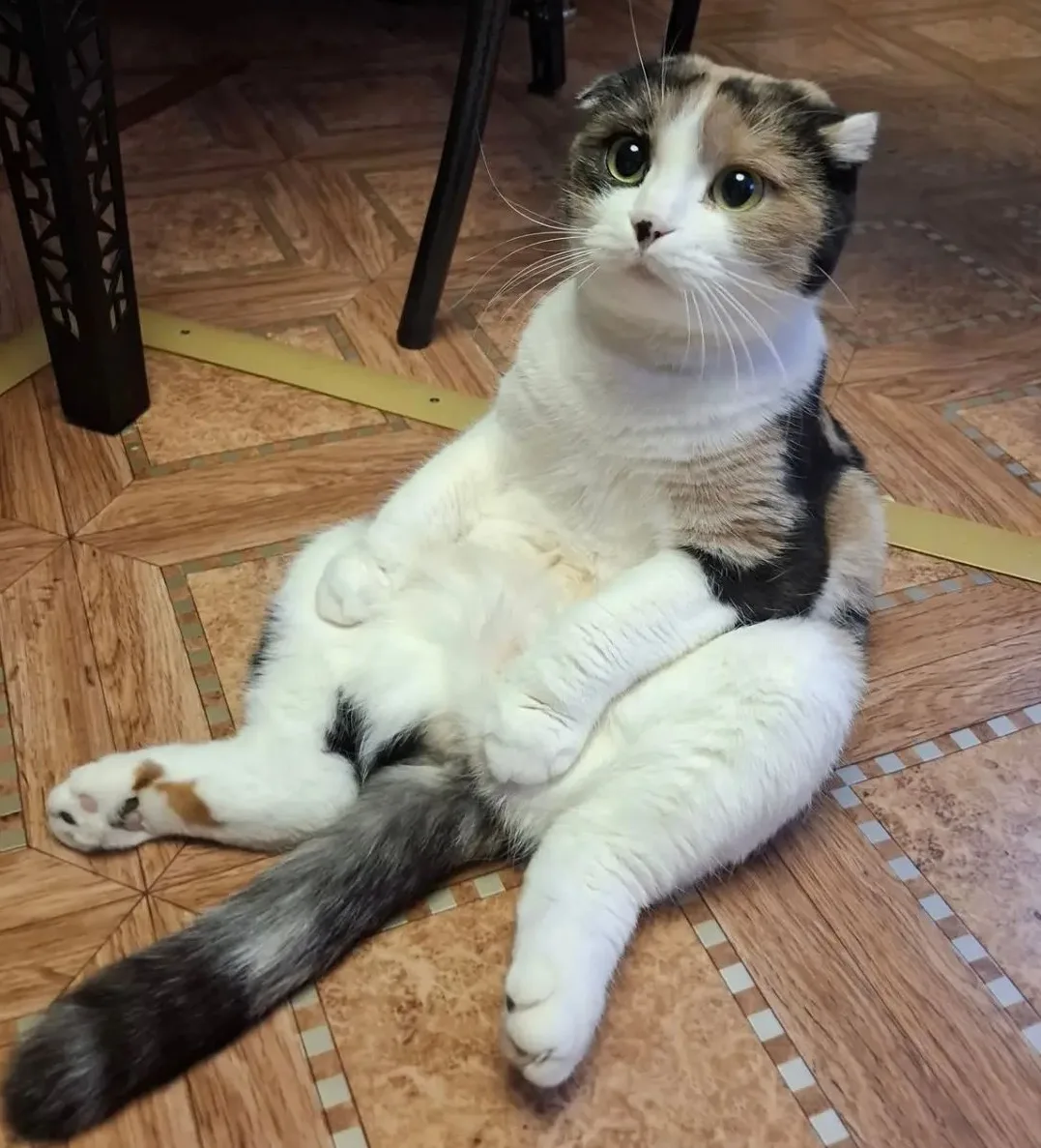 🐈‍⬛Наросты  встречаются у шотландских вислоухих кошек (скоттиш-фолдов), и чаще всего п...