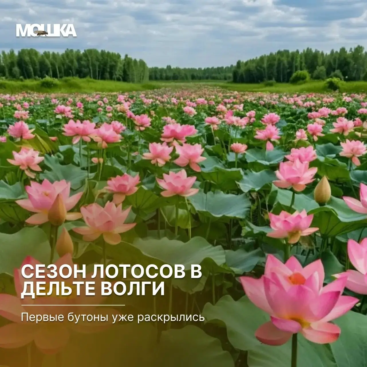 Сезон лотосов в дельте Волги: первые бутоны уже раскрылись

Середина июля — классическое время для с