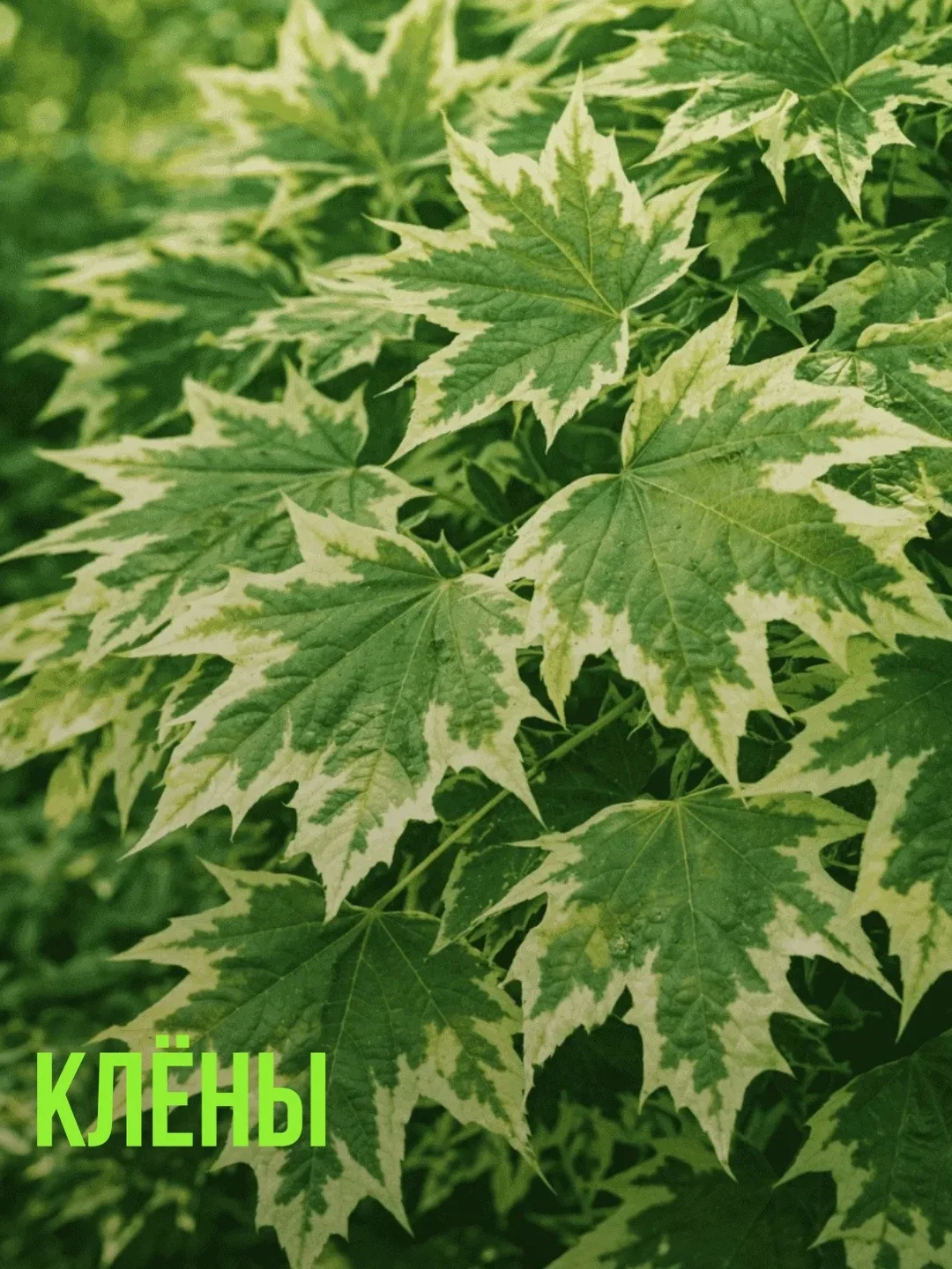 Клены ✅Среди них есть и крупные деревья. Например в наличии есть клен красный ‘Ред Сансет’ - растет 