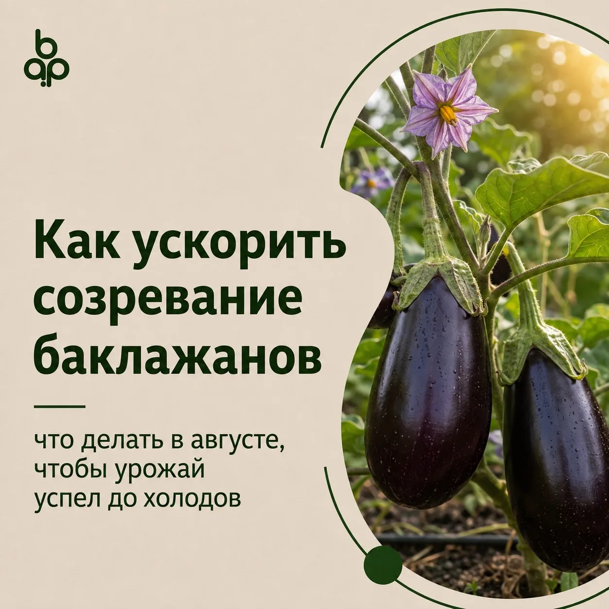 🍆 Как ускорить созревание баклажанов в августе?