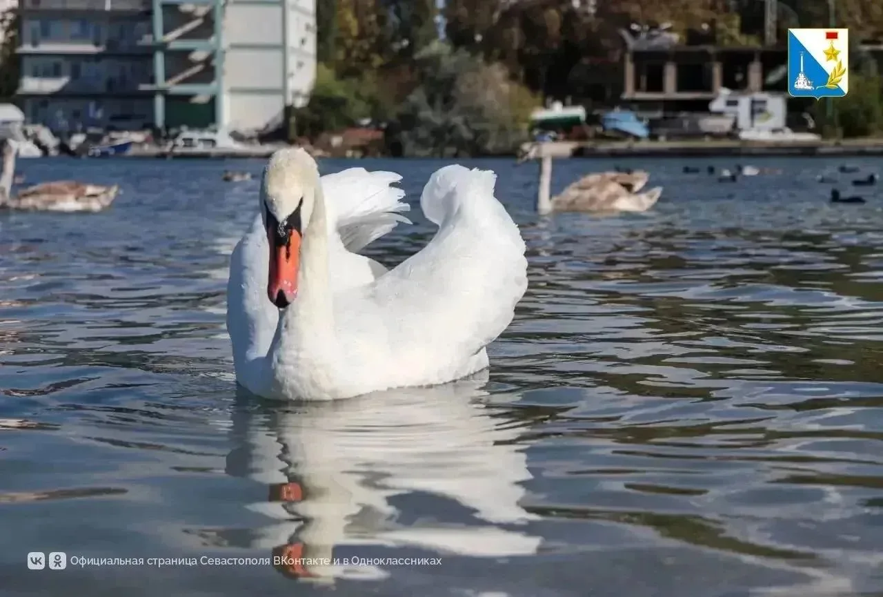 ❤️В Севастополь на зимовку вернулись лебеди 🦢