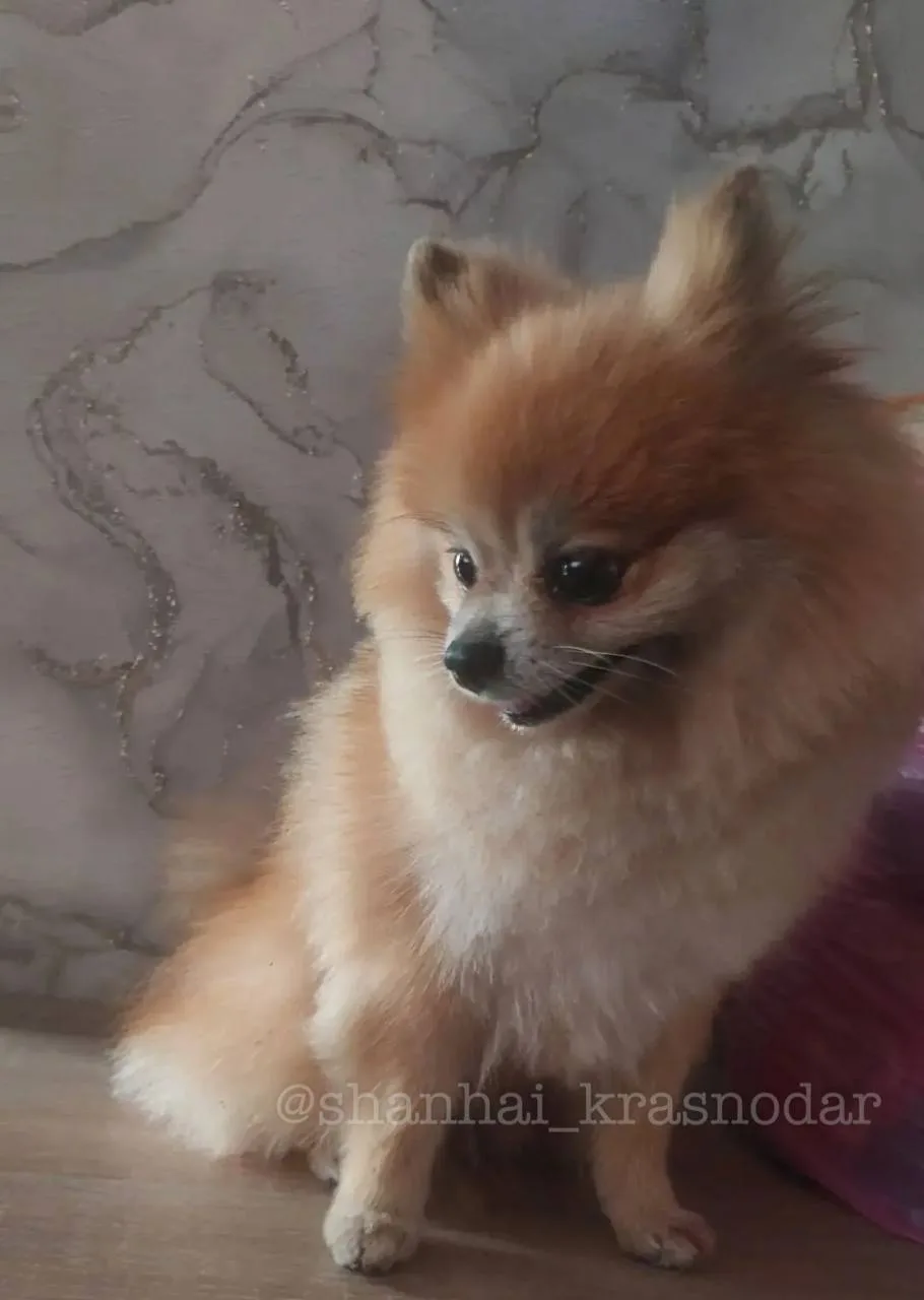 🐕 #потеряшкишанхая 

Добрый день, нашла малыша возле Шаляпинского бульвара, бегал по улице, по всей