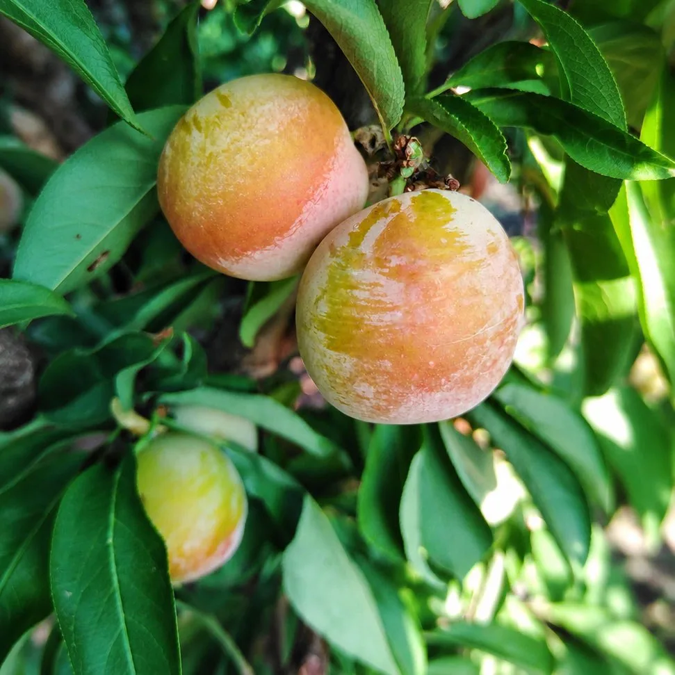 Варенье из сливы с ароматом абрикоса – звучит необычно, правда? 🍑💛