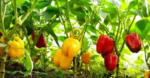 Выращиваем перец: правила высадки в грунт 🌶🌱

Перец — капризная культура. При высадке важно не тра