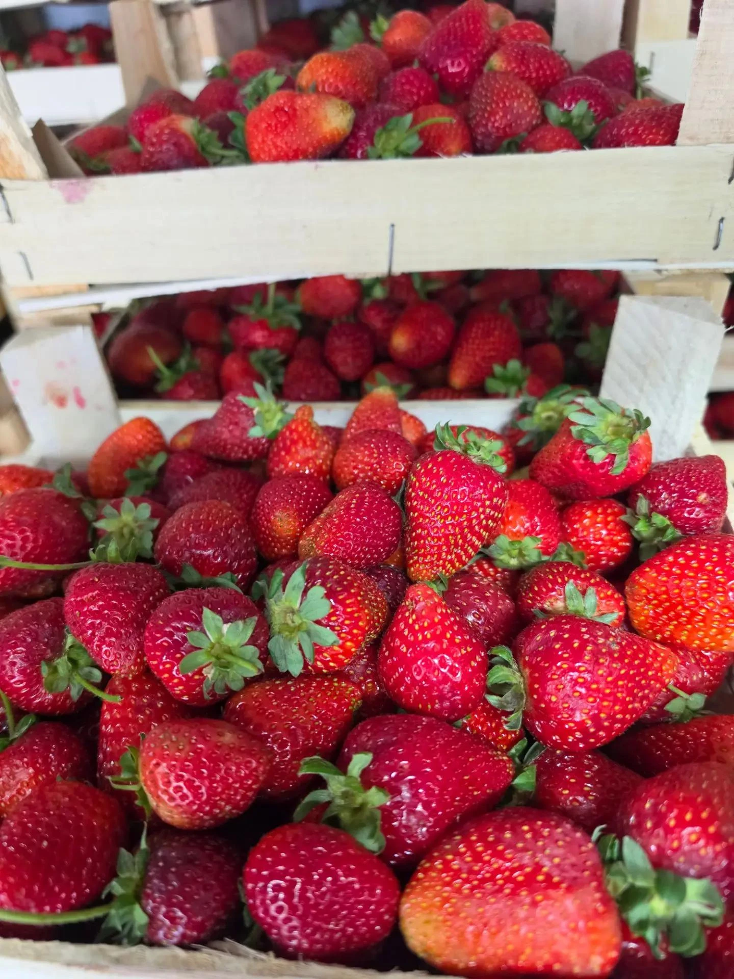 Поступление ягод от Lot_berry: