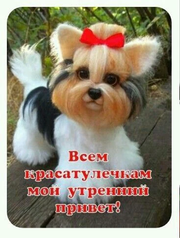 С добрым утром от МАЛЬТИ💕ПУШЕК!