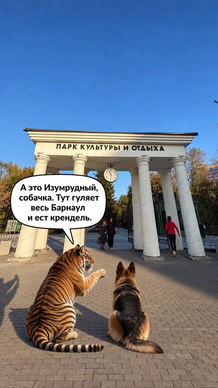 В Барнауле выпустили необычный путеводитель по городу, гидом в котором стал амурский тигр.