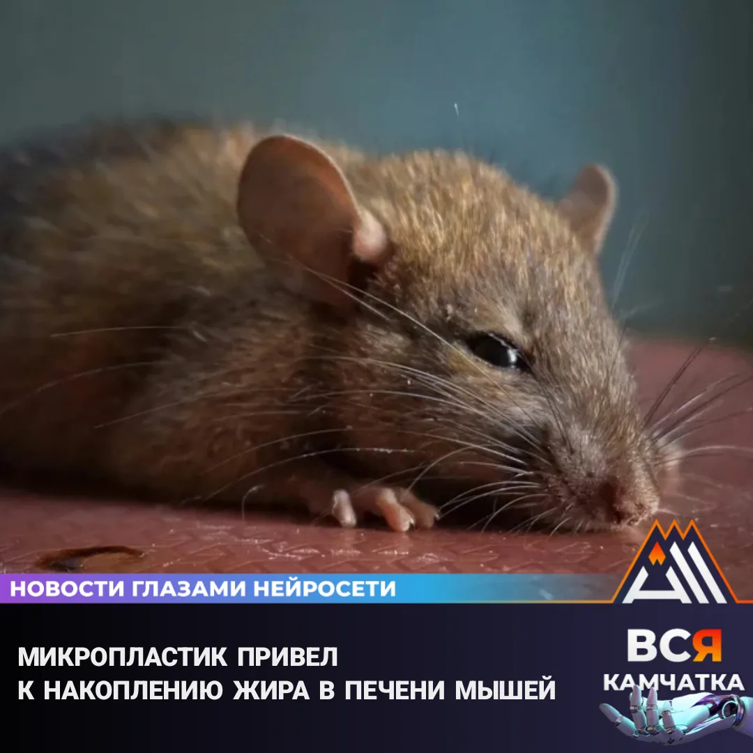 Микропластик усиливает ожирение печени