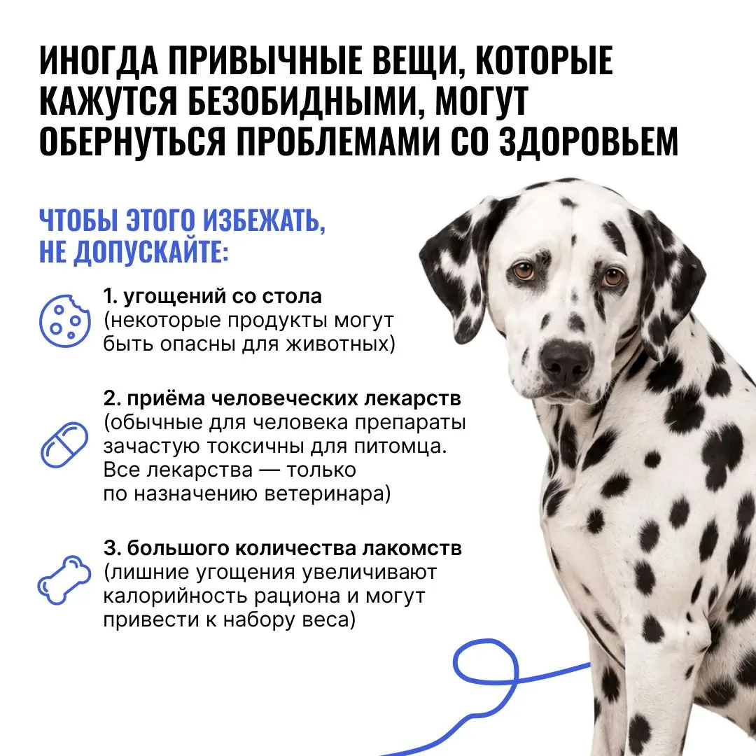 Дать кусочек со стола или порадовать хвостика ещё одним лакомством — для хозяина это пр...