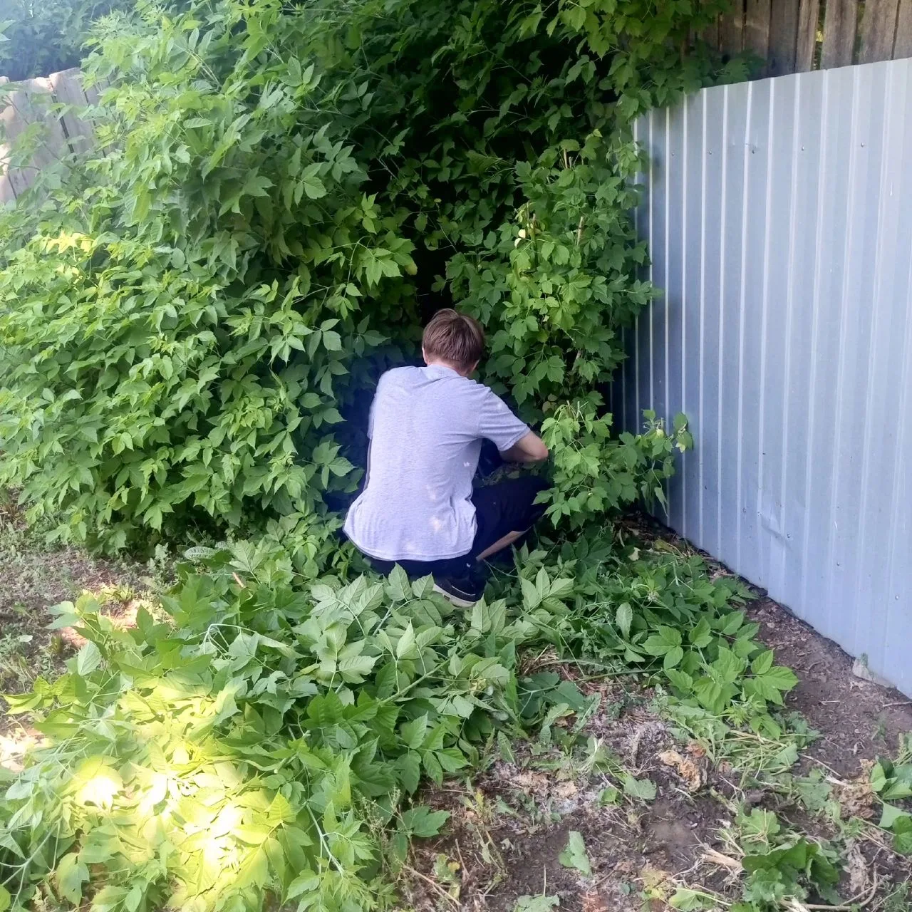 В полном разгаре 5-ая трудовая четверть! Учащиеся работают на пришкольной территории, помогают готов