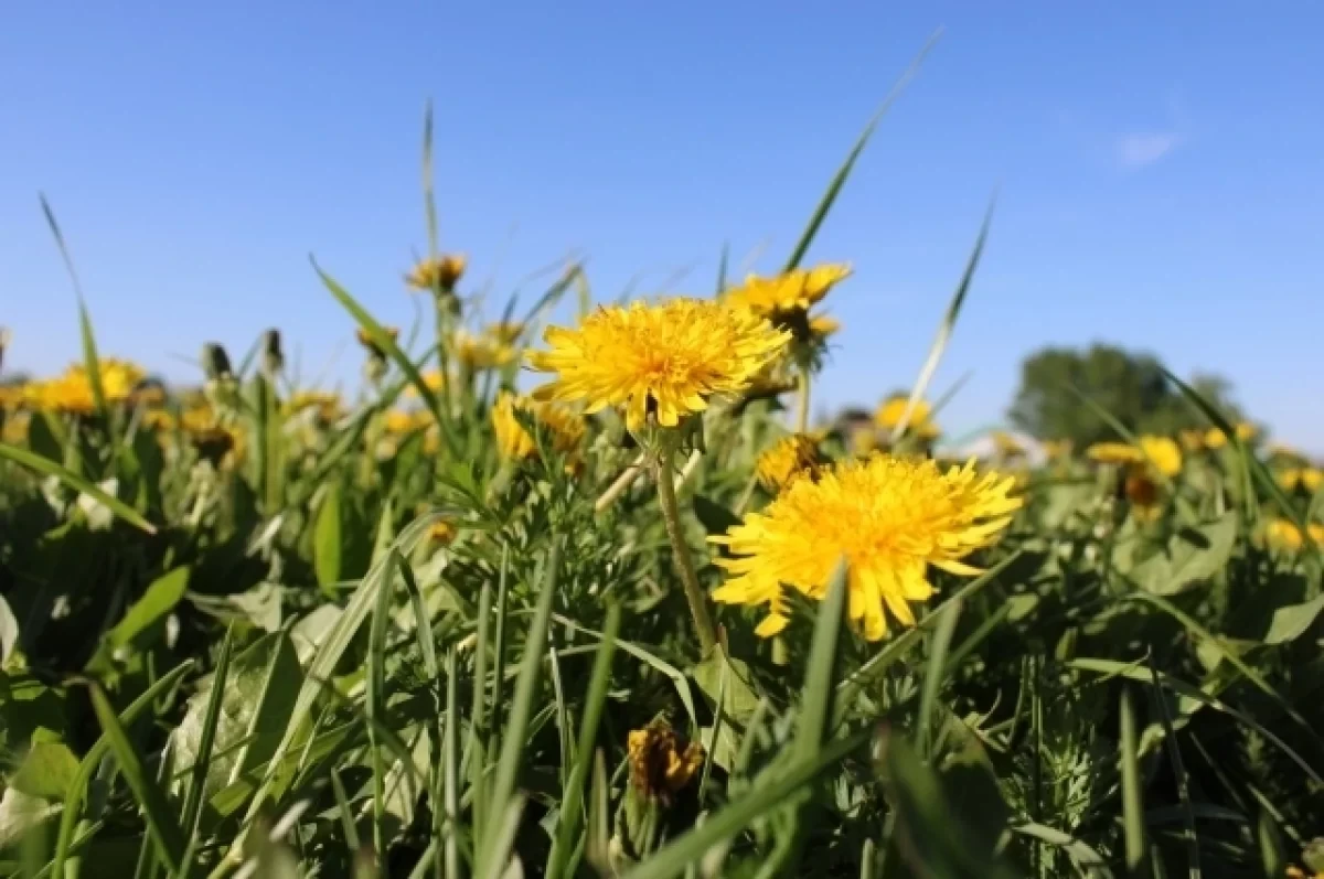 🌤 От арктического холода к зною до +28°С: синоптики пообещали жителям Коми резкую смен...