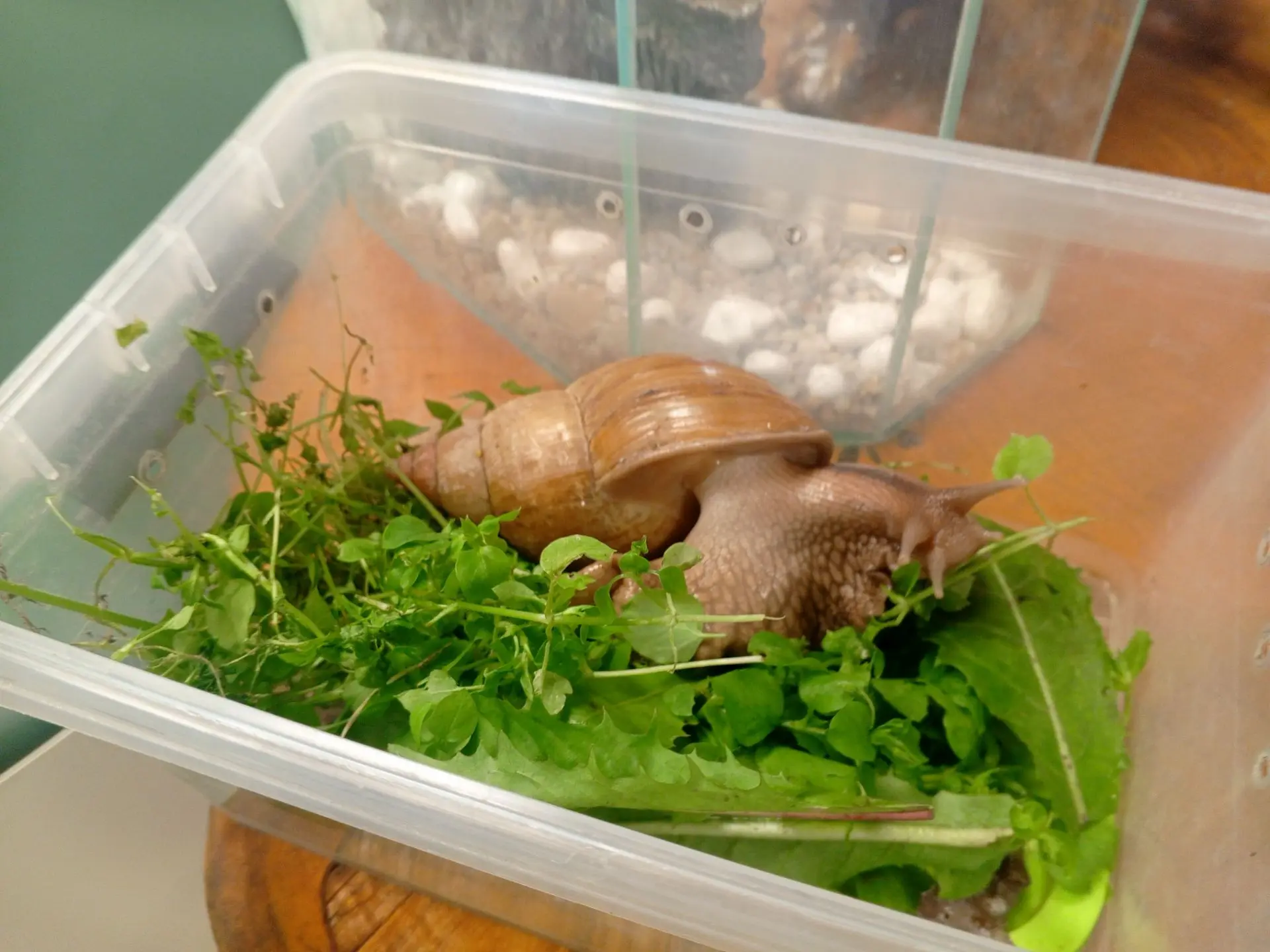 🐌🐌🐌В ЭкоБиблиотеке пополнение! 

🐠🦜🐚🪸  В библиотеке уже живут рыбки, попугаи и черепахи. А се