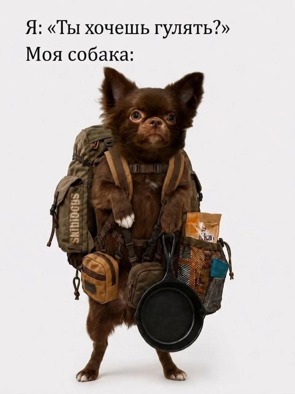 Дайте рыбов!