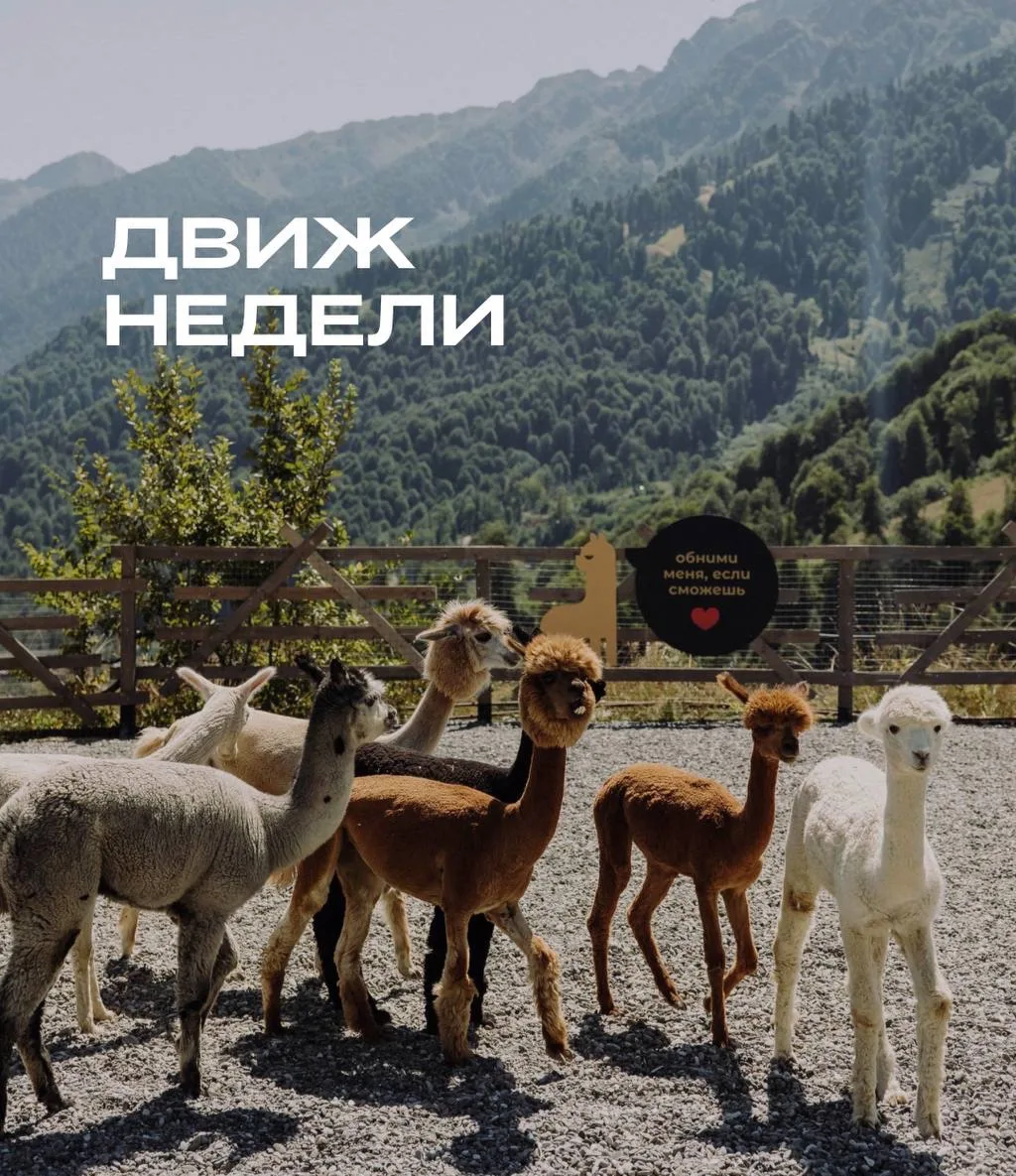 ⚡️ Движ недели: прогулочный билет «В Горы к Альпакам» со скидкой до 7 октября