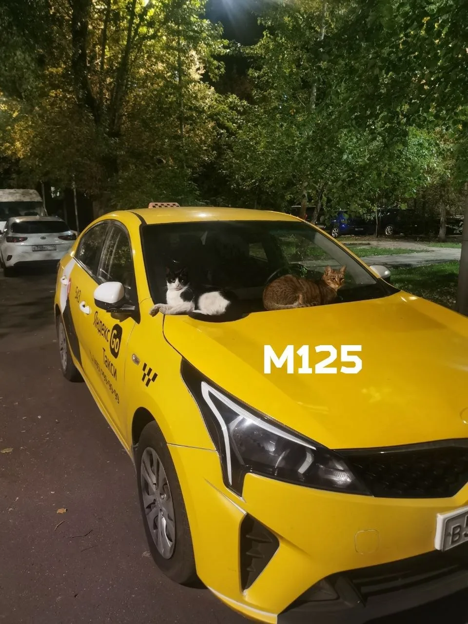 🐈 ⬛ На Таганке появился новый вид транспорта — кототакси.
