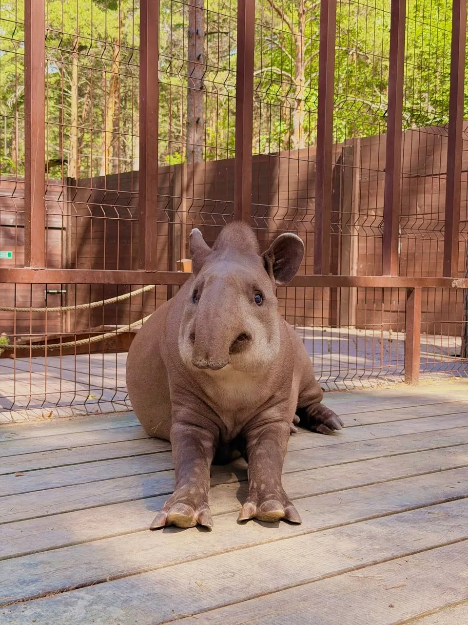 🦛  Завод в Сысерти становится доступнее

Зоопарк «Лесная братва» и тапир Майя выделили 1 млн рублей