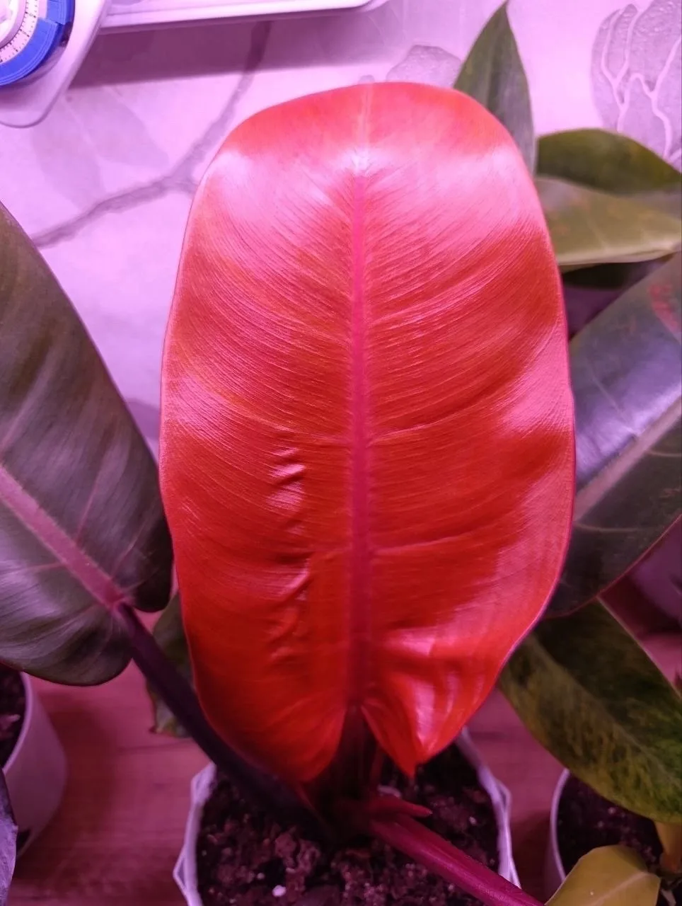 Новые листочки 🌱