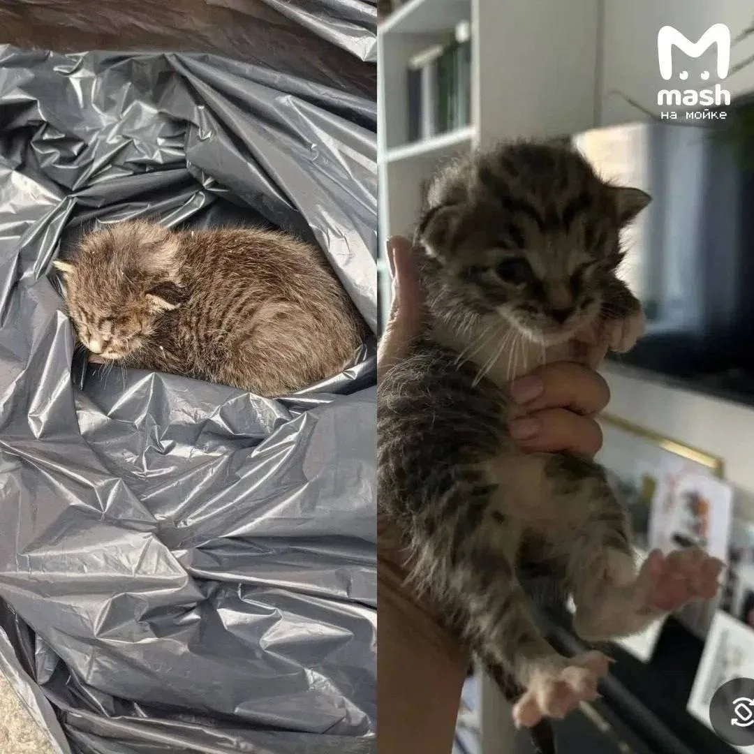 Котёнка спасли после того, как его нашли в мусорном пакете в Парголово

Малыша обнаружил сотрудник м