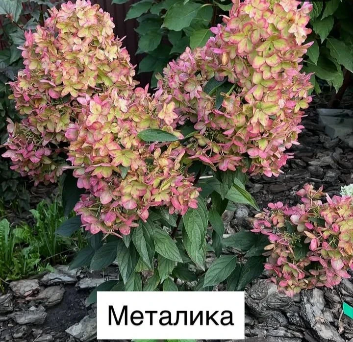 🌸Такие они сейчас осенью.