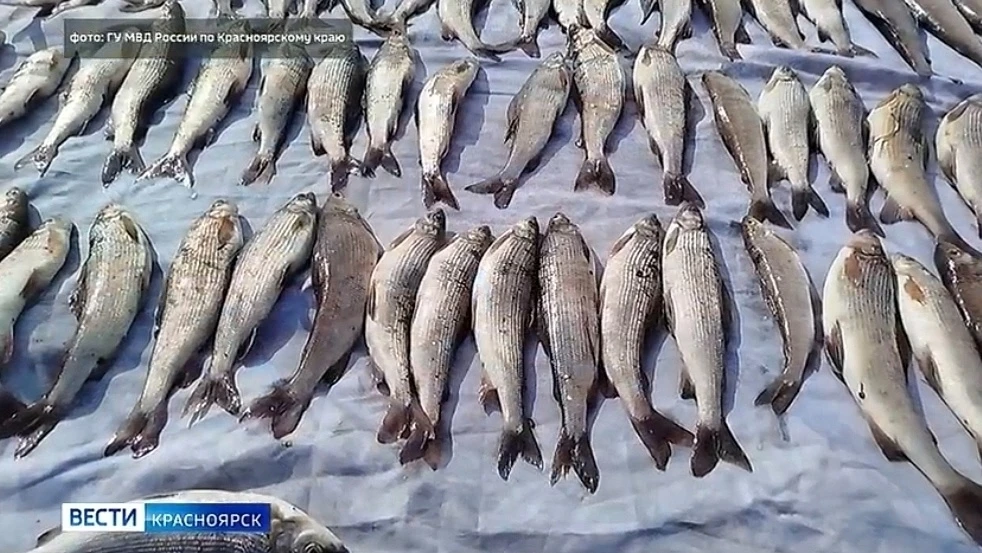 В Северо-Енисейском округе за незаконный вылов хариуса перед судом предстанет 30-летний...