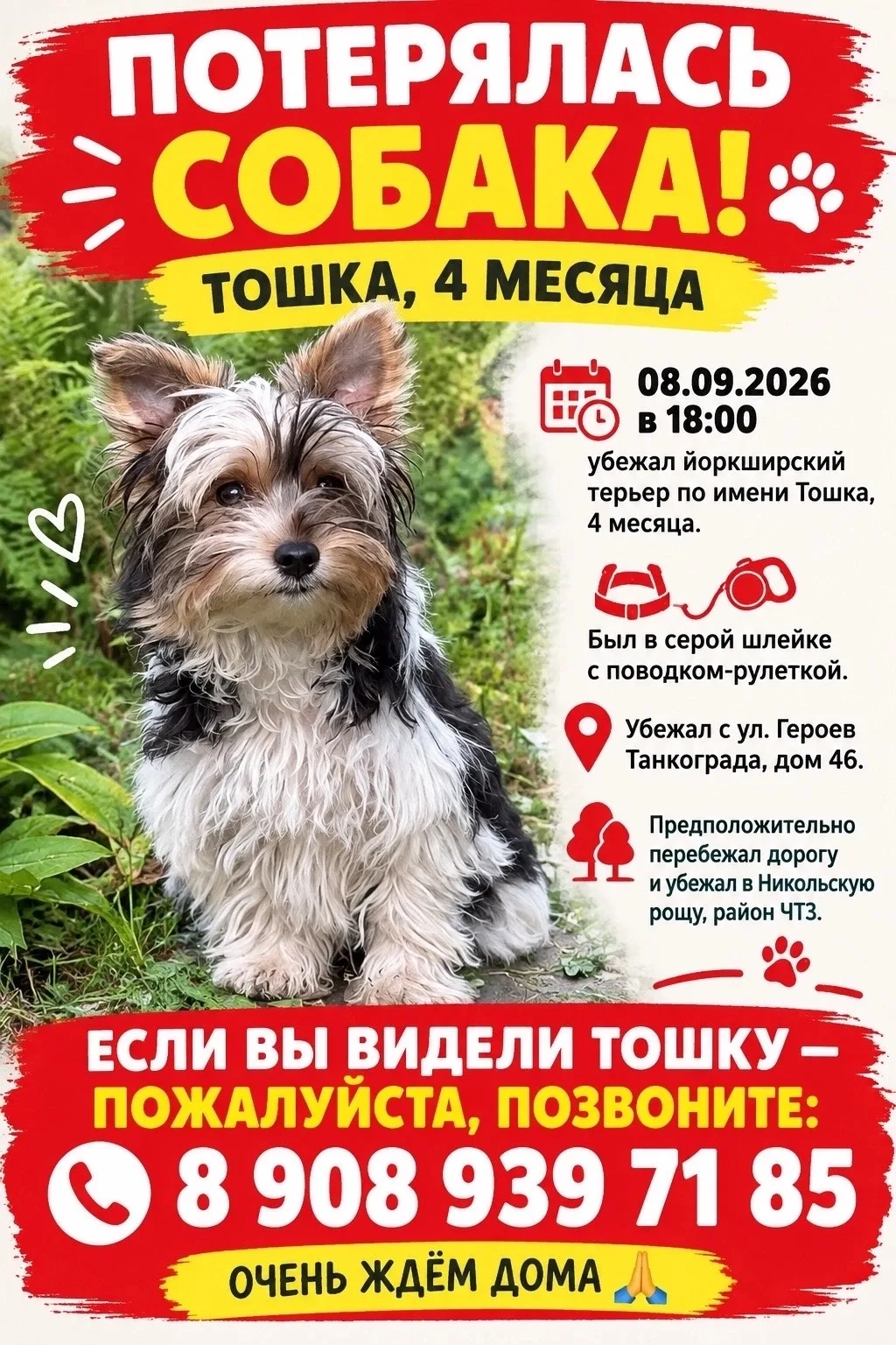 08.09.2026 в 18-00 убежал йоркширский терьер по имени Тошка, 4 месяца. Он был в серой ш...